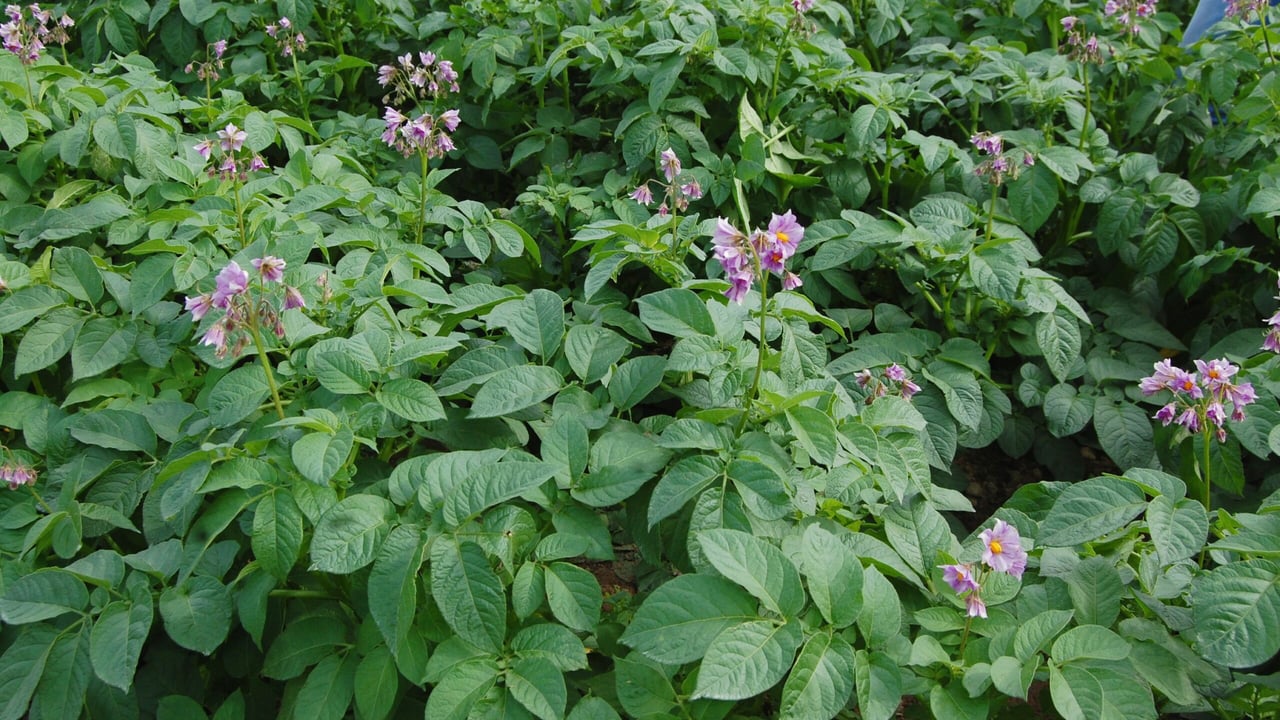 Dry weather 'may well impact on potato yields' - specialist