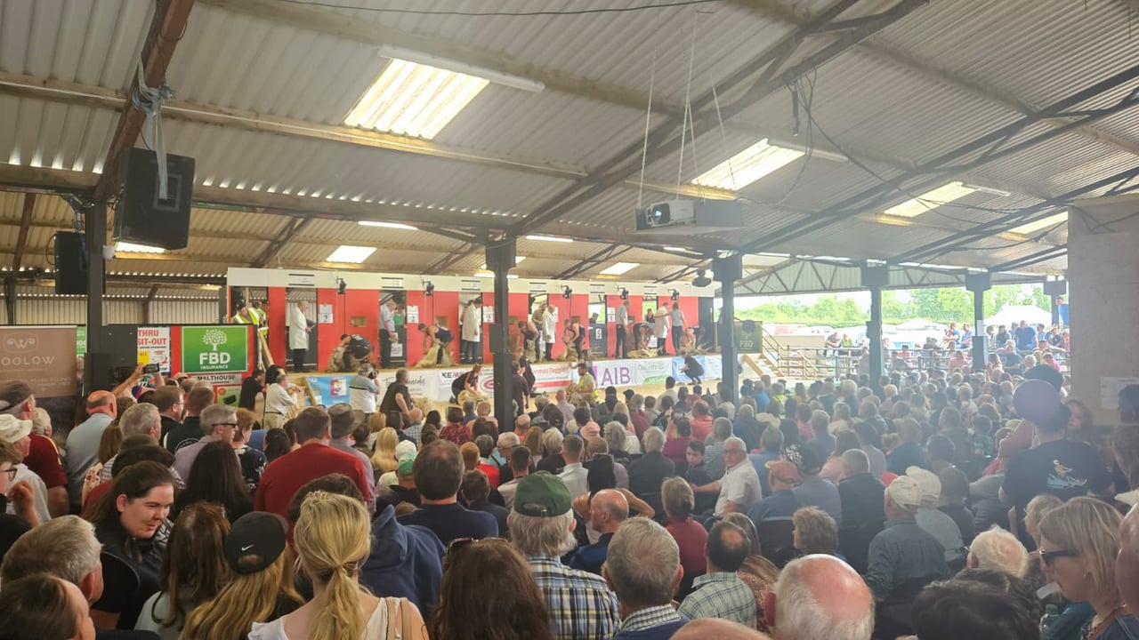 All Ireland and All Nations Sheep Shearing and Woolhandling Championships 2024 at Mountbellew Co-op Mart Source: Kepak via X