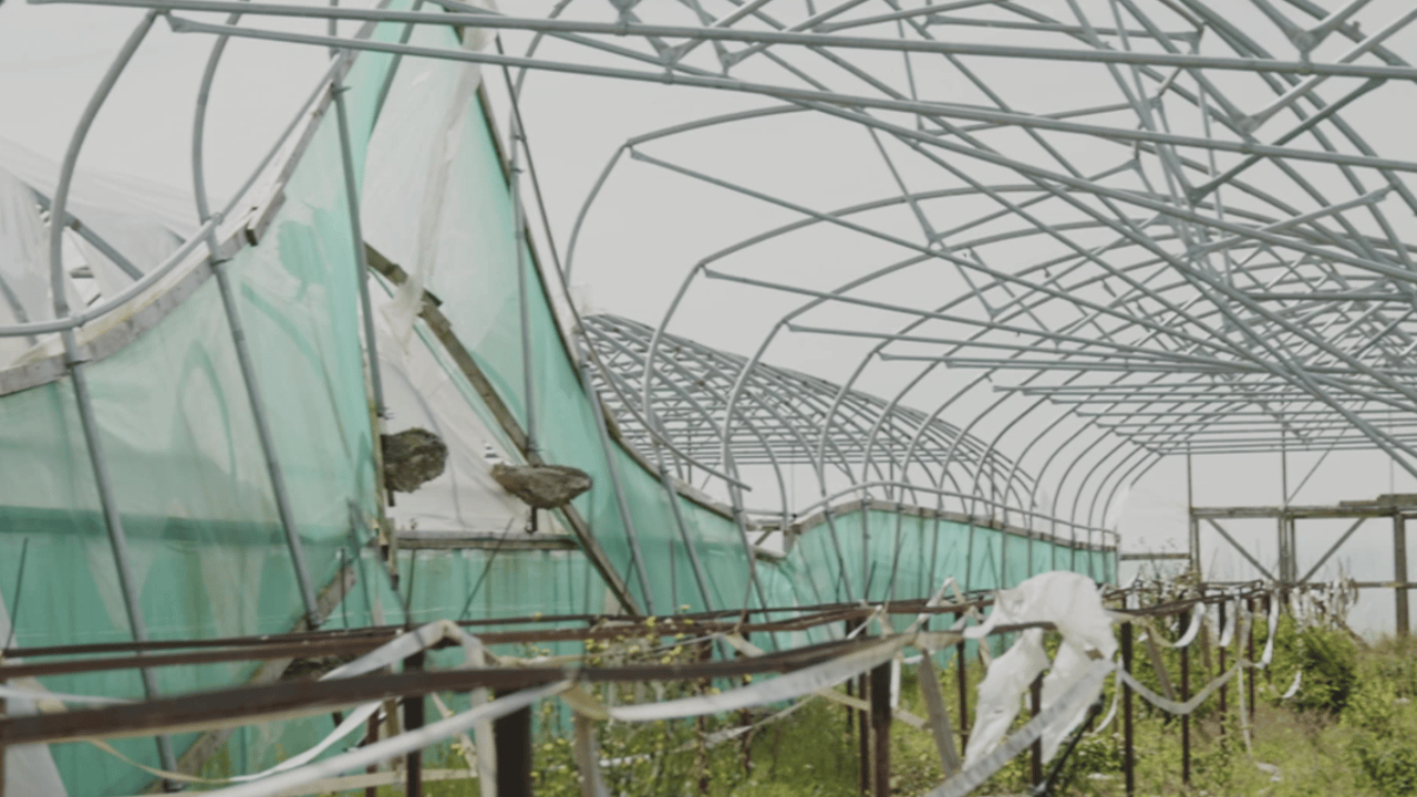 Watch: Why the sun is not shining for strawberry growers this year