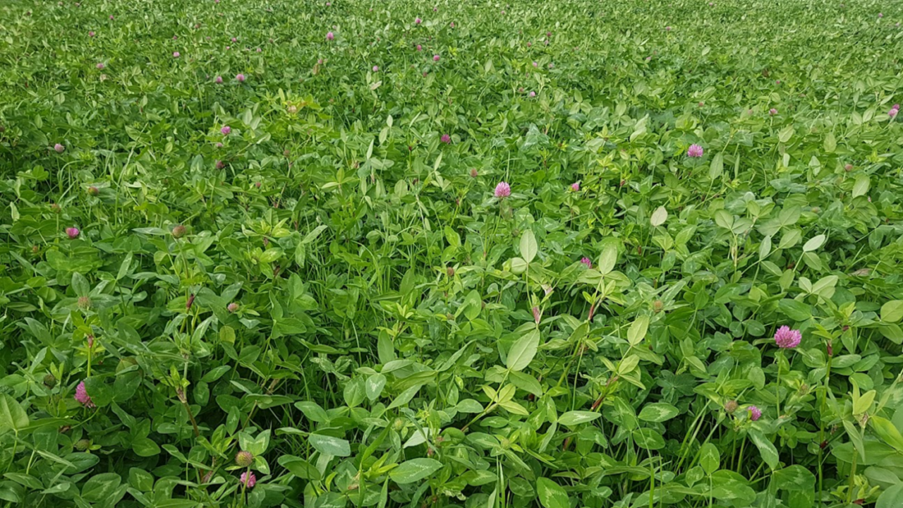 Red clover silage 