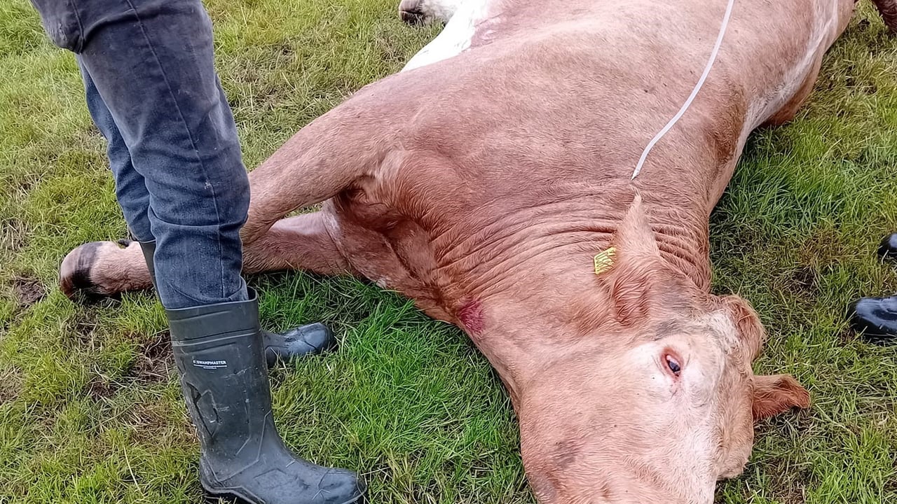 Dead calf pulled from cow after suspected livestock worrying
