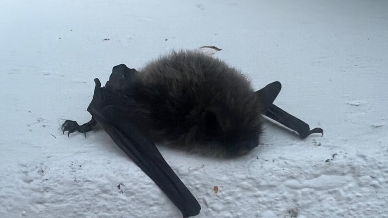 ISPCA provides a helping hand to grounded bats