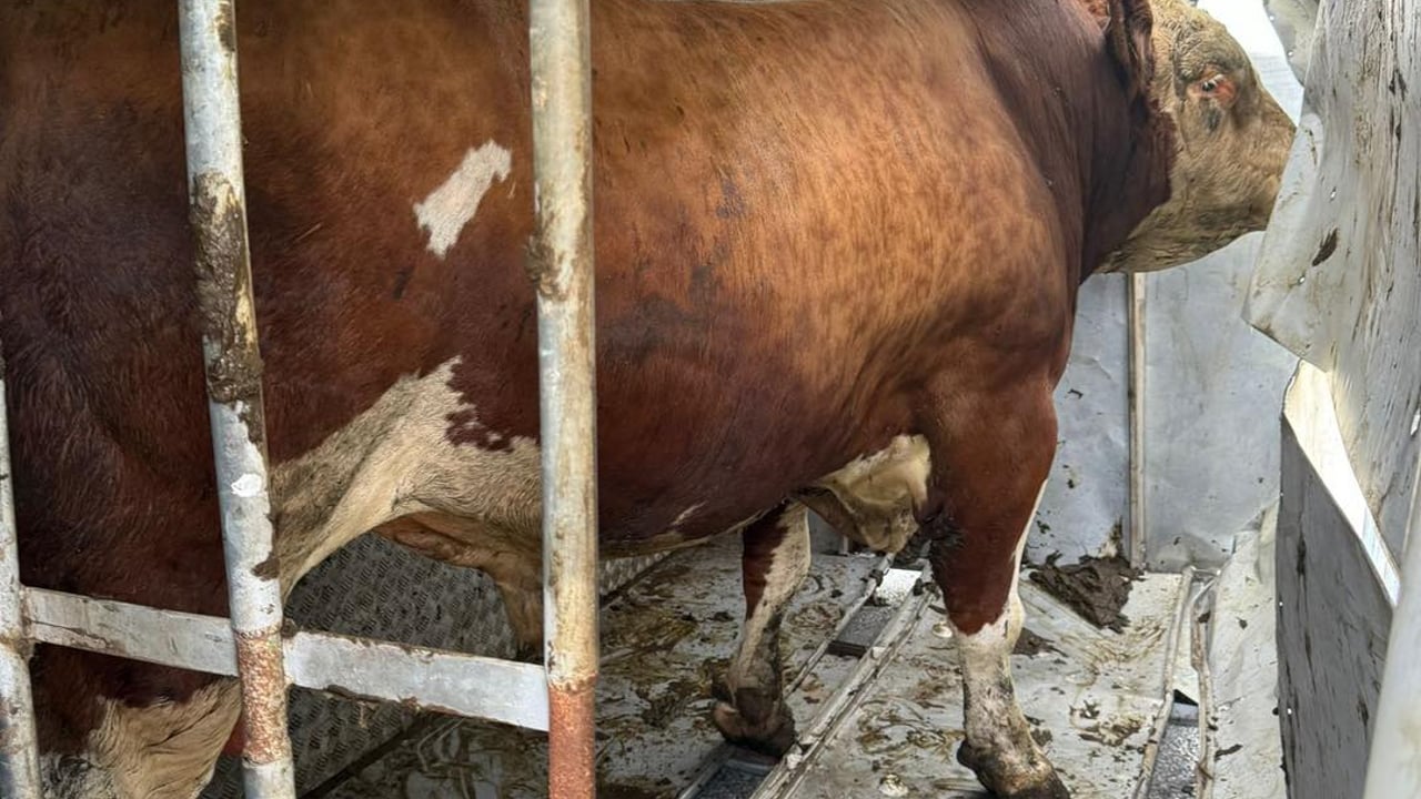 The bull standing in the overturned trailer Source: Cork City Fire Brigade