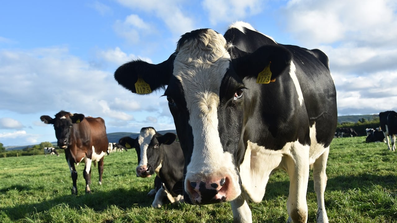 Minister: ANC stocking requirements 'waived' for herds with TB