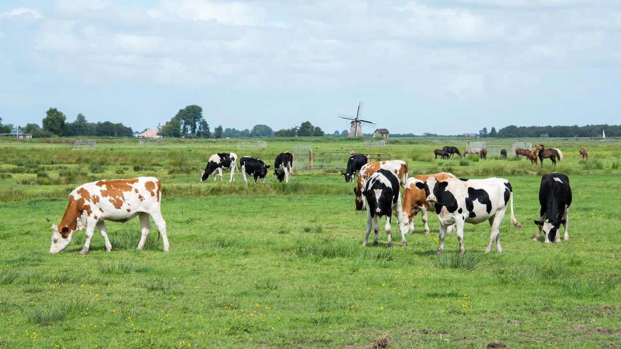 EU approves extra €78m for Dutch farmers closing livestock farms