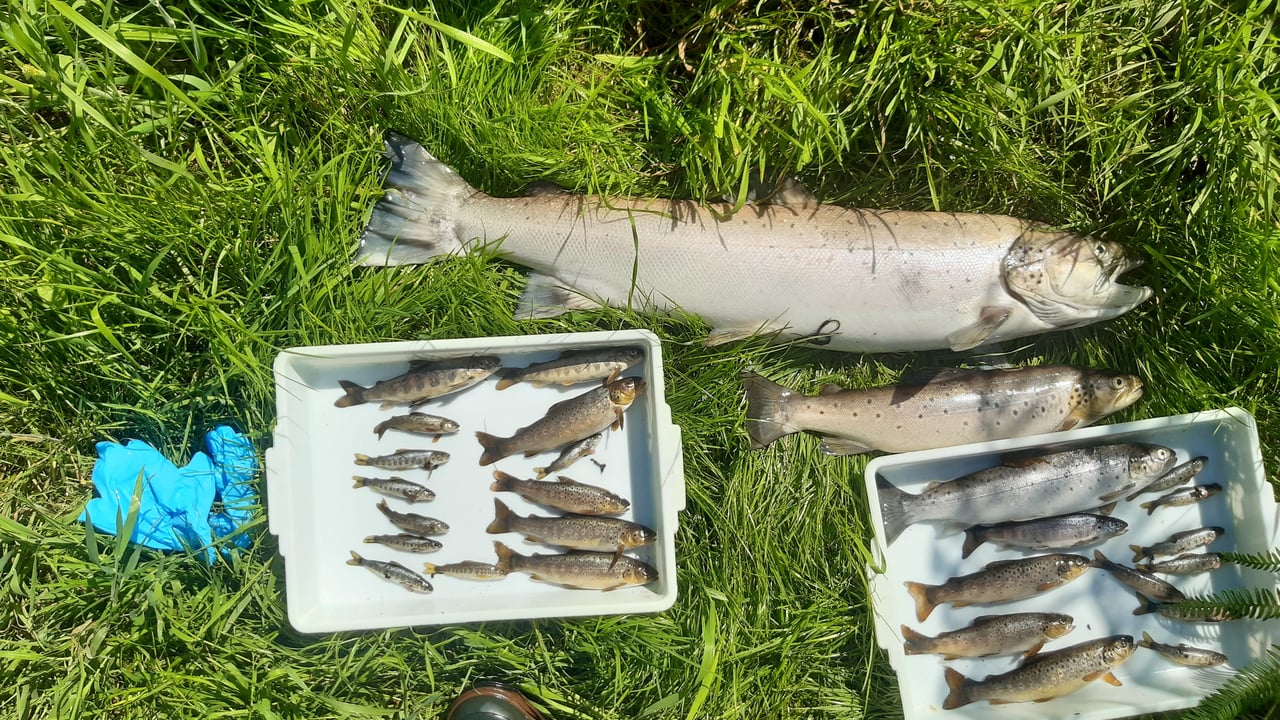 Deceased fish retrieved from Aughrim River in Co. Wicklow. Source: IFI