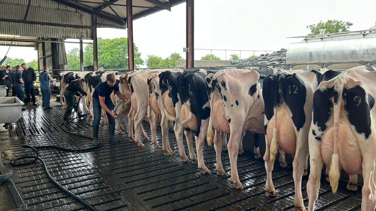 The Dondale Herd on the Doran farm which hosted the 2024 IHFA national open day