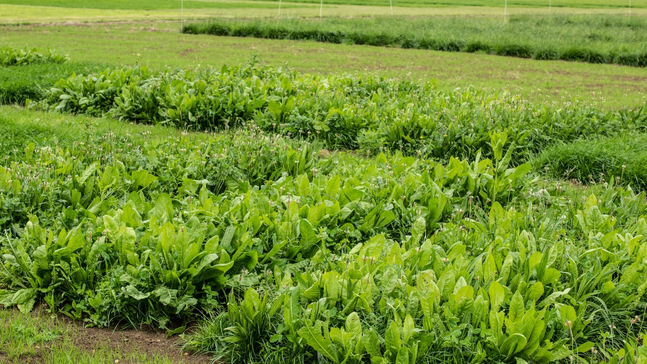 Research trial: Extra 100kg N/ha only yielded 1t DM/ha per year