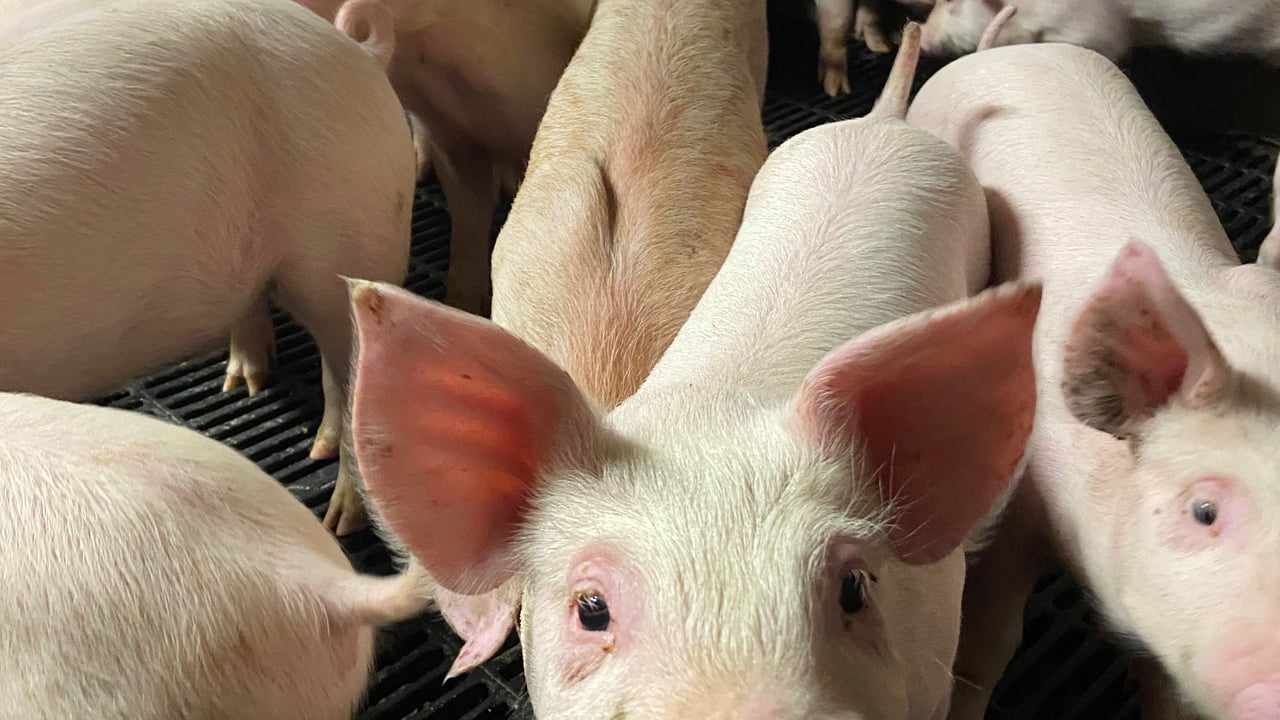 Pigmeat export volumes increase as value down 3% in 2025