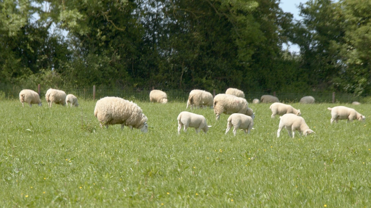 Flock Forwards, not Backwards Series: Is wormer resistance a threat?