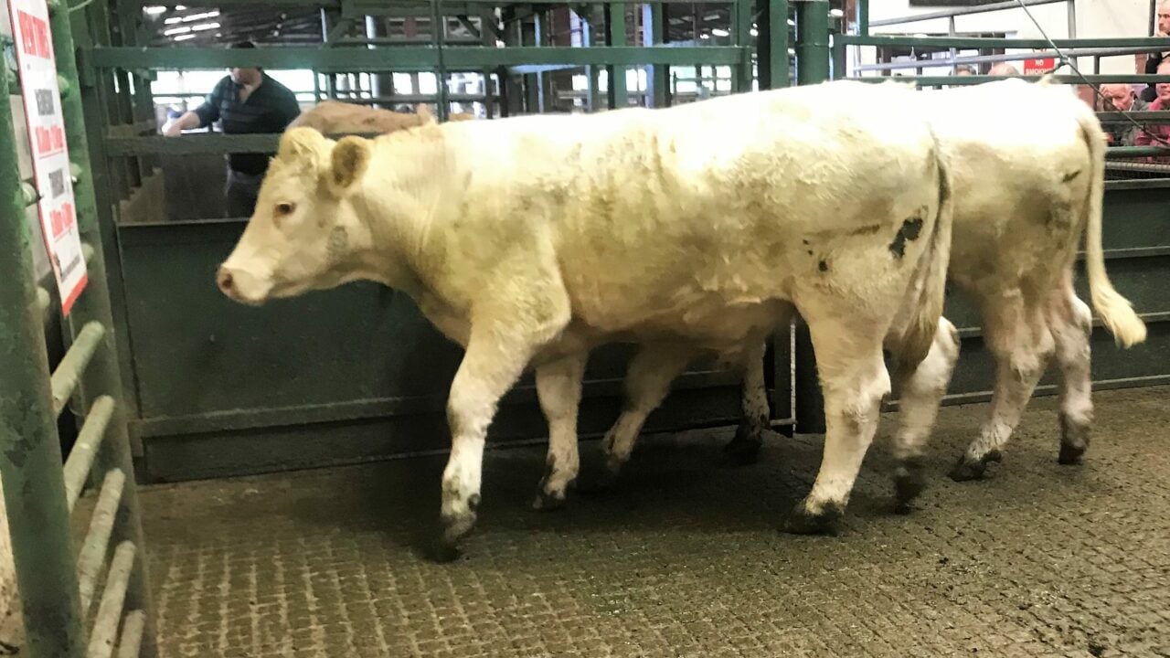 Mart report: Cattle and sheep trade at Headford Mart