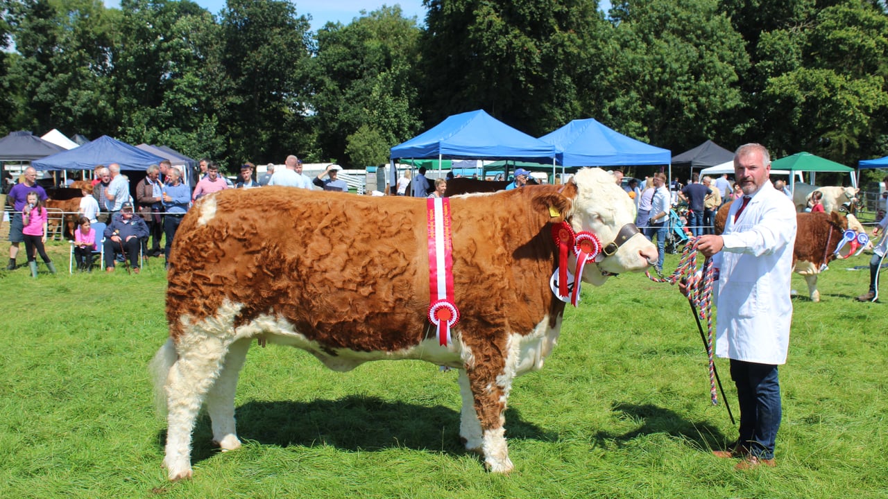 Alan Wilson with the 2024 Simmental champion at Antrim Show 2024, Ballinlare Farm Niquita