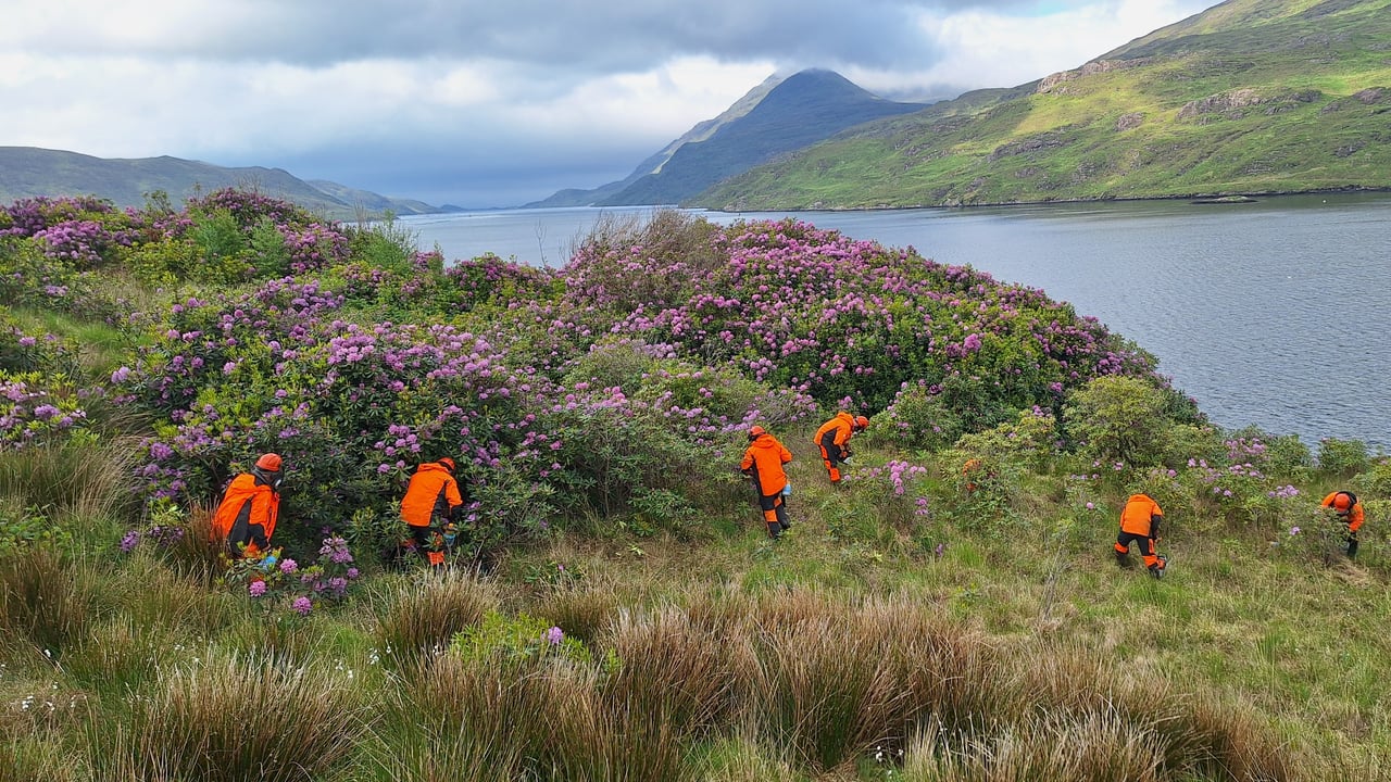 The Dúlra project field operatives tackling rhododendron
