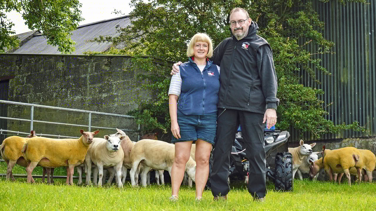 Ballyhivistock flock dispersal sale set for Ballymena Market