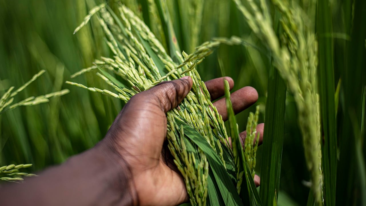 Rice crop