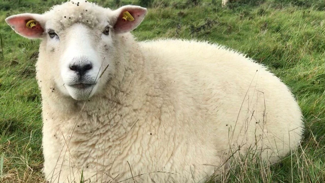 Galway Wool Co-op to harvest 5,000kgs of wool at Meitheal 2024
