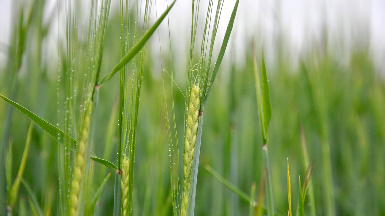 Disease control updates for spring barley and winter wheat crops