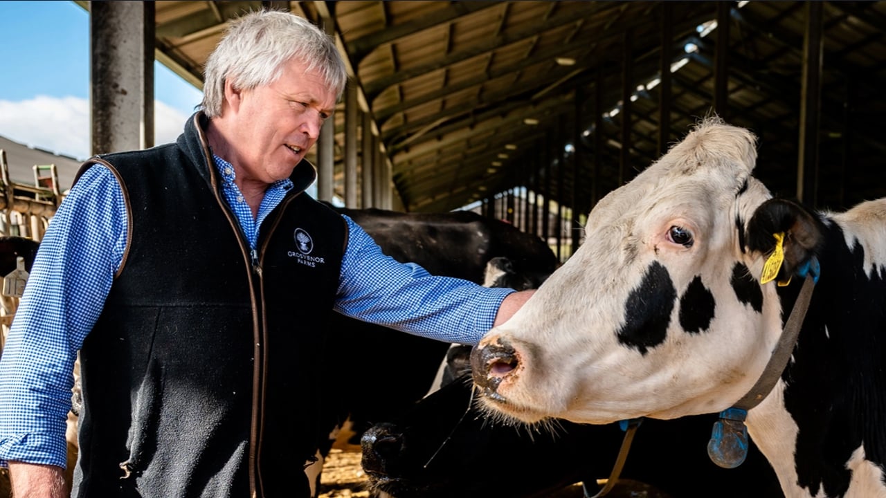 British supermarkets back feed trials to cut methane emissions from UK farms