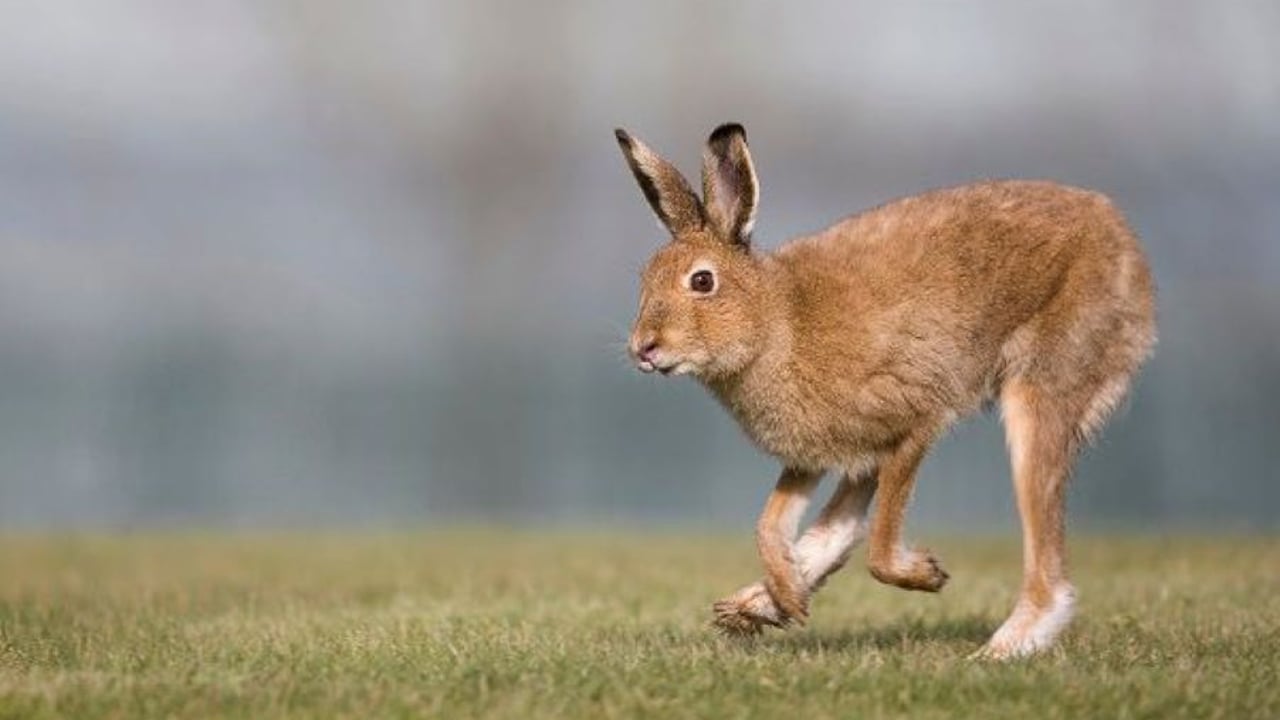 Source: ISPCA