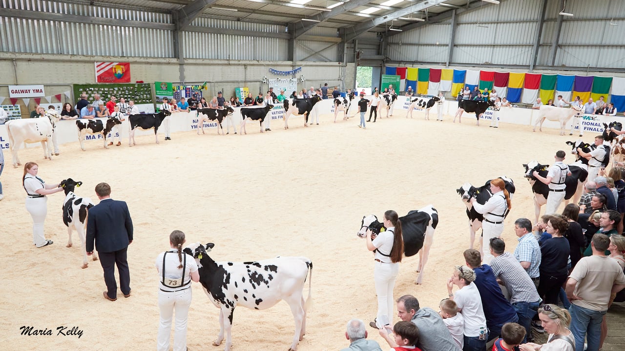 FBD National YMA Finals underway at Cillin Hill Mart, Co. Kilkenny. Source: Maria Kelly