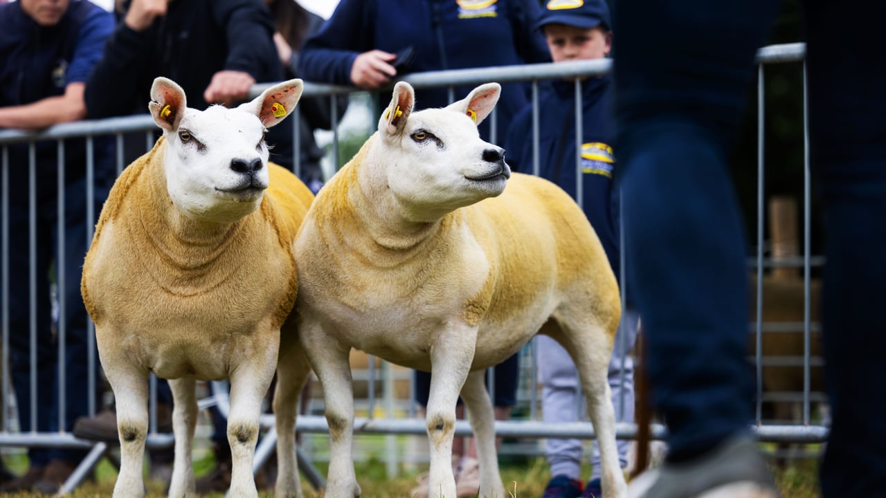 Irish Texel Society’s premier show and sale this weekend