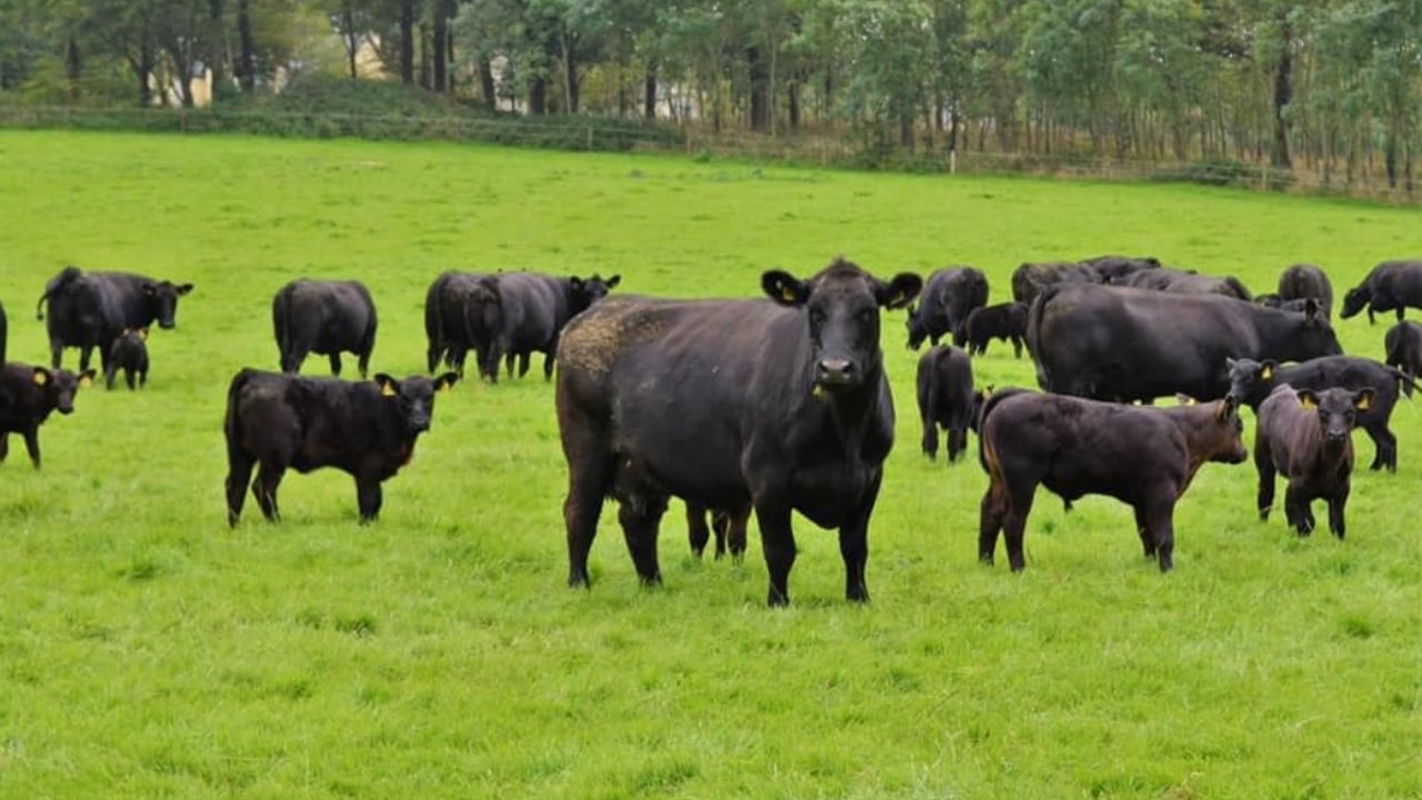 Aberdeen Angus Association will not support Teagasc breeding plan