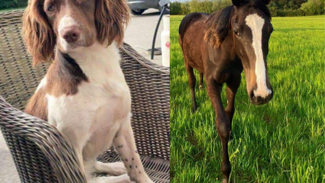 Dog and horse reported missing in Co. Wexford
