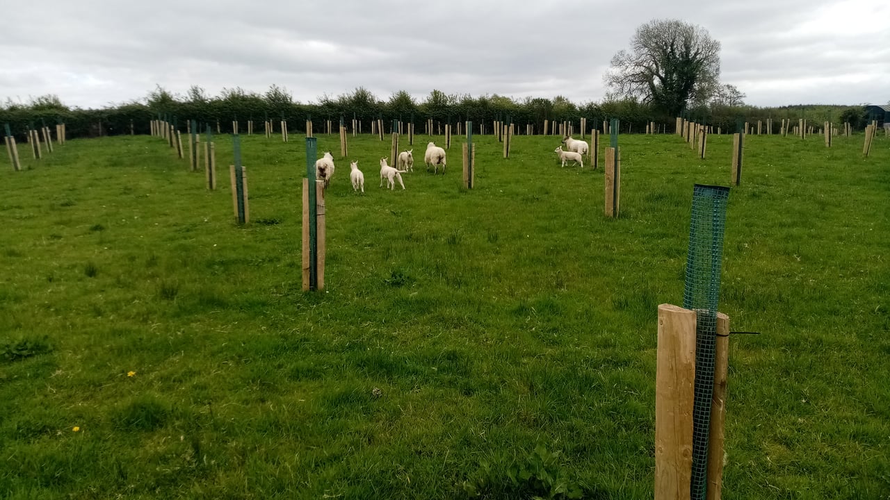 An example of silvopasture agroforestry with sheep on Eamonn O'Hara's farm in Co. Leitrim