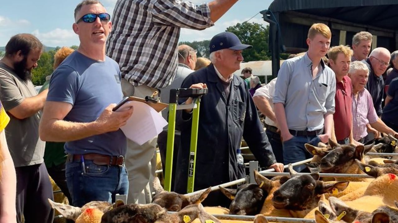 The Borris Ewe Breeders’ Association held its 61st show and sale at Borris Mart in Co. Carlow Source: Borris Ewe Breeders