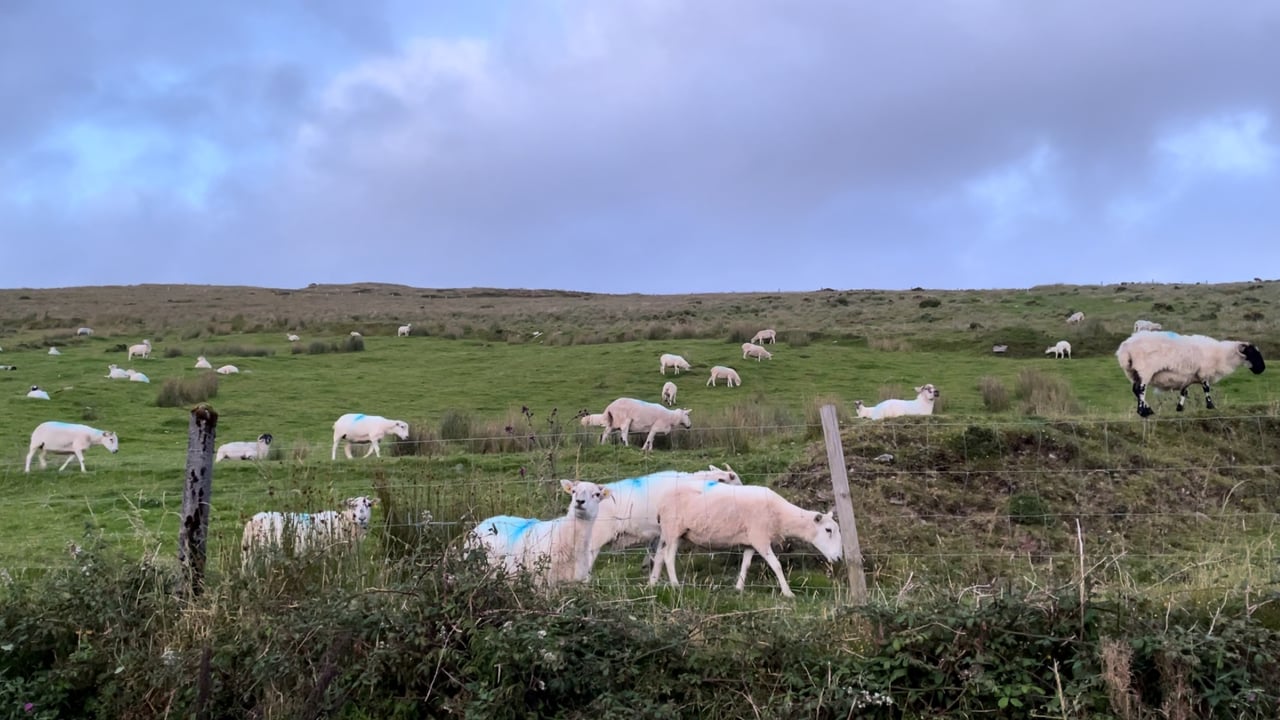 CSO: 10% drop in number of sheep slaughtered in 2024