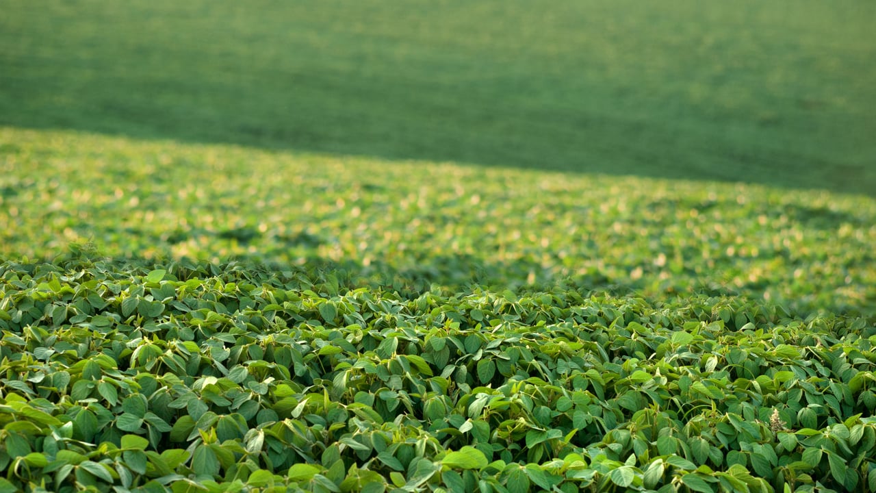 Record soyabean harvest on the cards in the United States