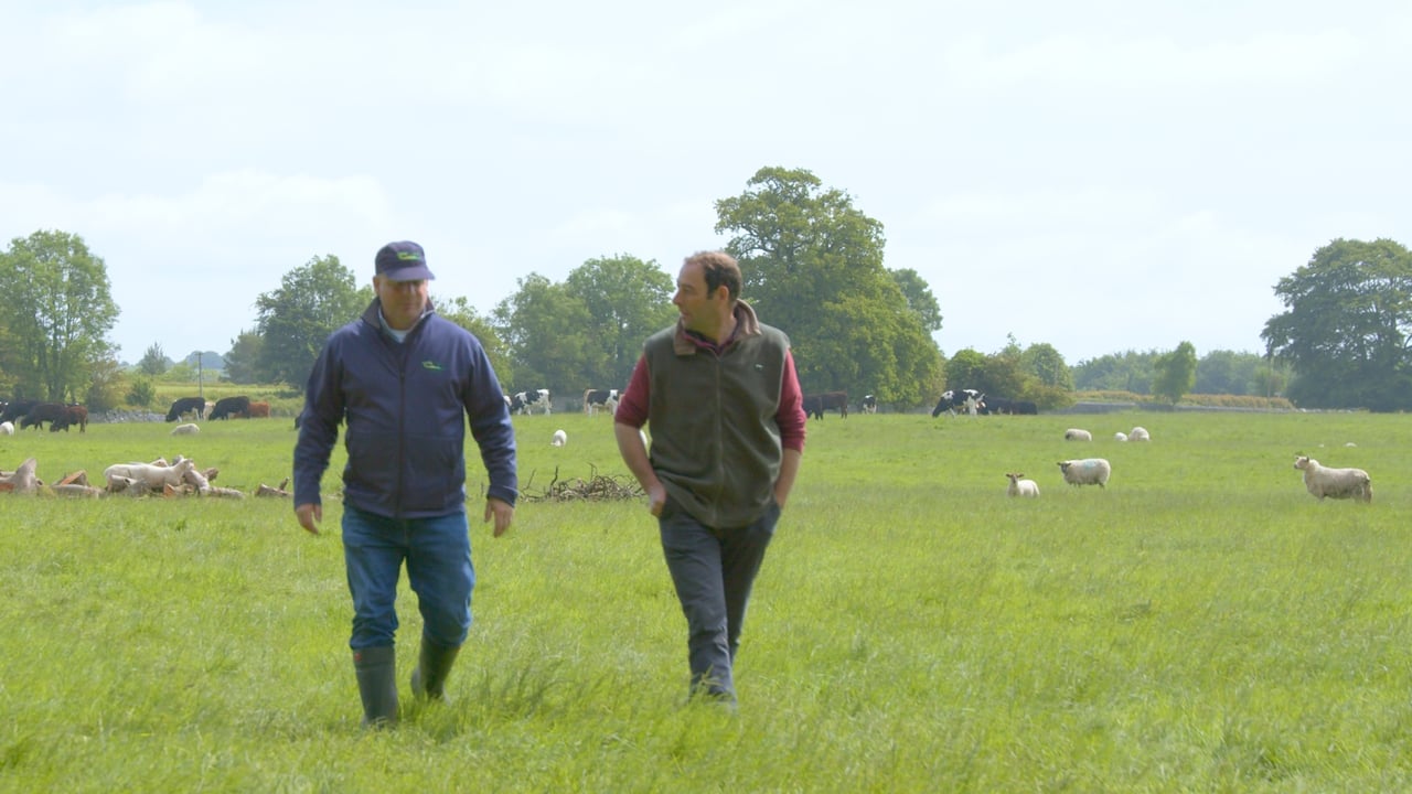 Flock Forwards, not Backwards Series: How to manage worms on farm