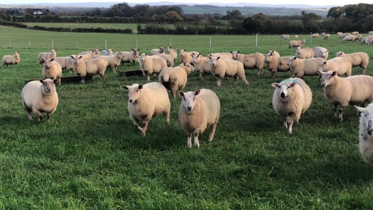 Advice for farmers buying store lambs this autumn