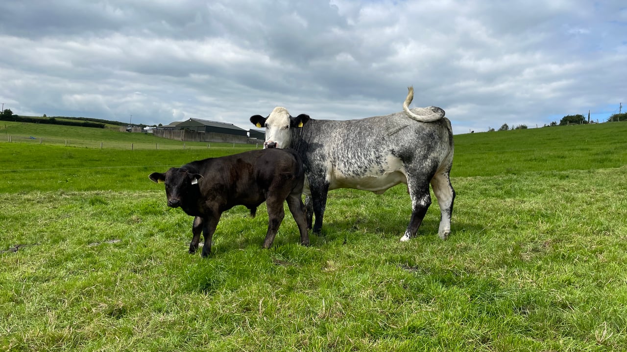 How soon after breeding can cows be scanned?