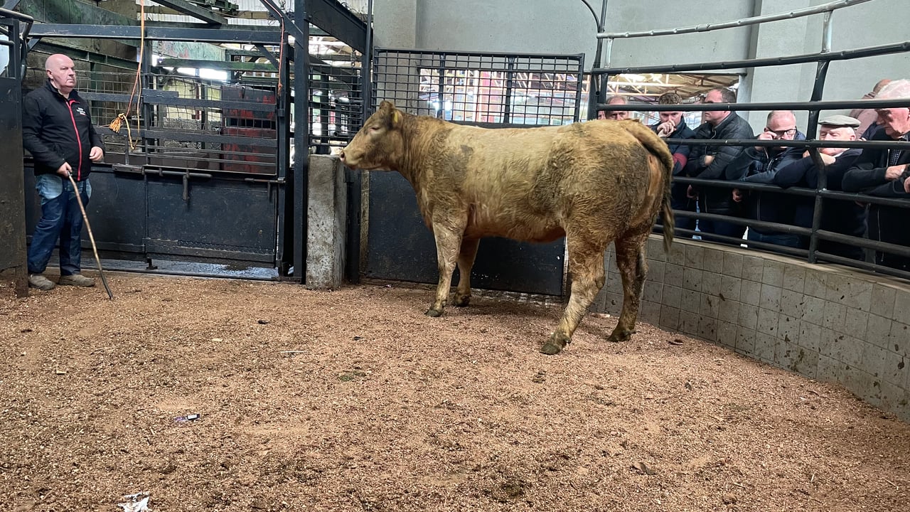 Mart report: Tuesday cattle and sheep sale at  Ballyjamesduff