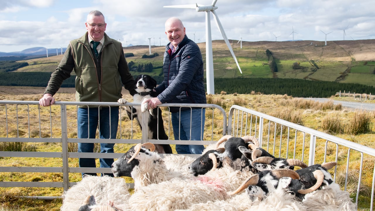 National Sheep Dog Trials planned for Donegal next week