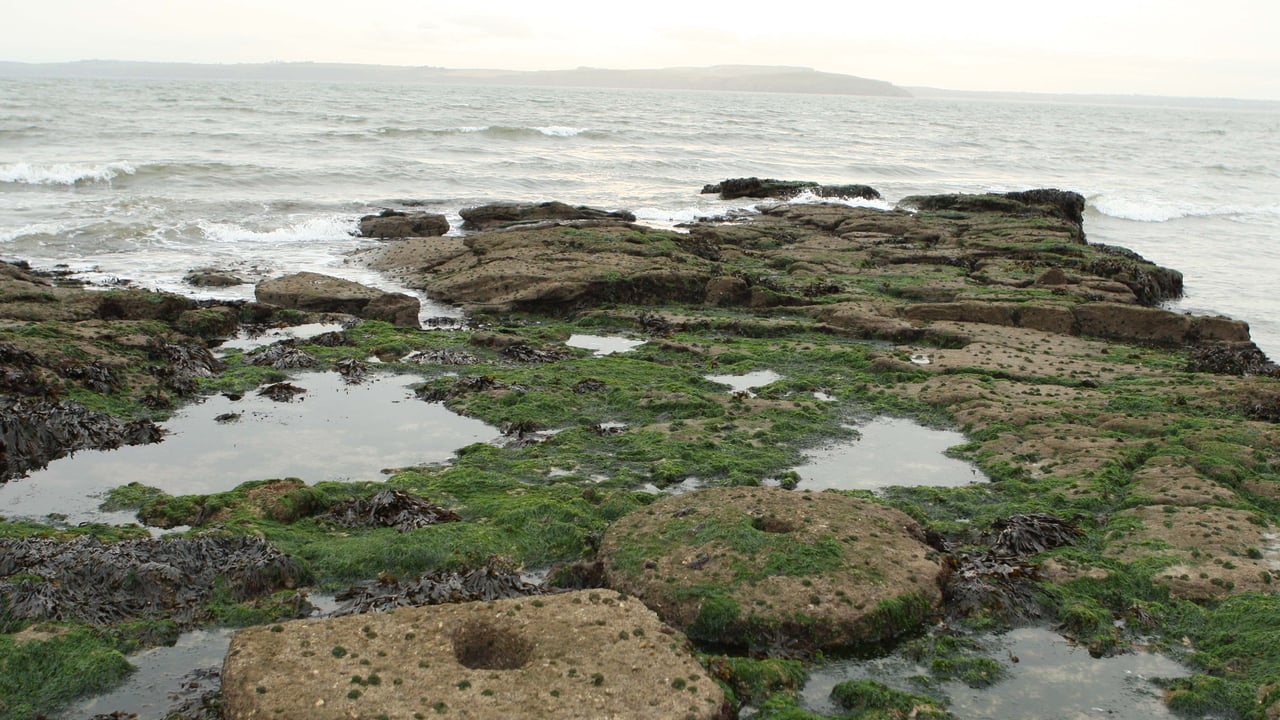 Remnants of millstones in Co. Wexford Source: Liam Ryan