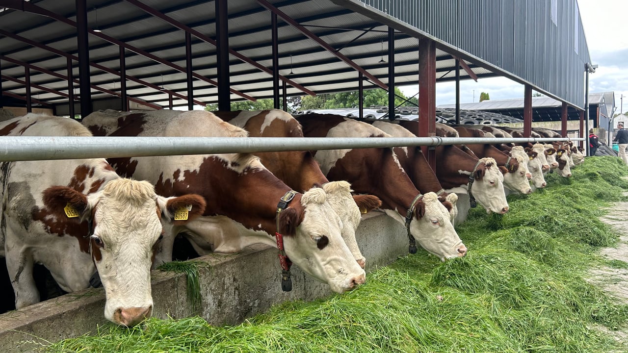 The Guinan's Montbeliarde cows enjoying the zero-grazed grass