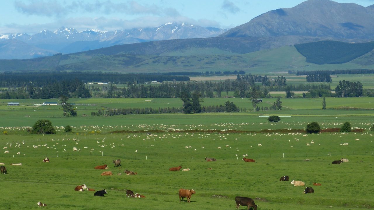 Profits on New Zealand beef and sheep farms expected to drop