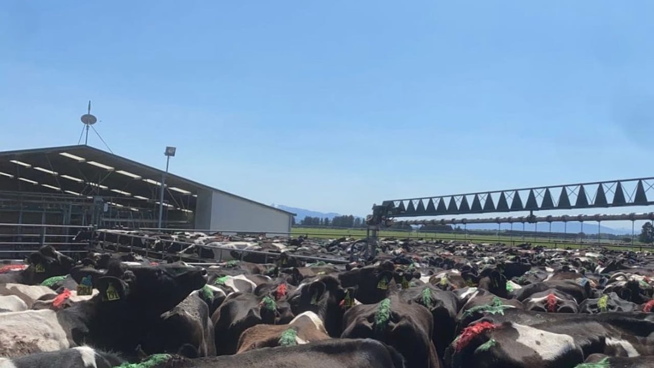 Kiwi-cross cows ready for milking in New Zealand