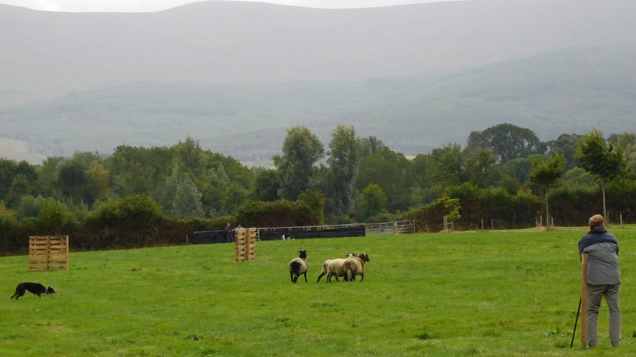 Bansha show competitions underway. Image source: Martin Quinn
