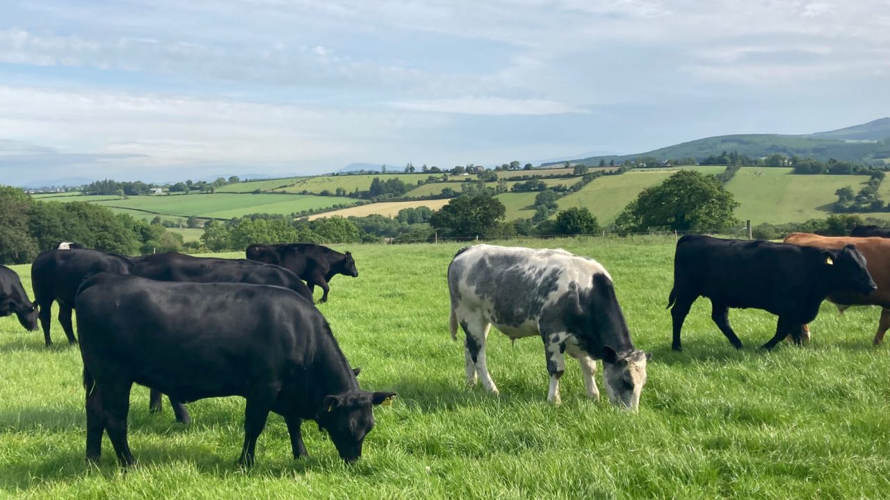 Options for farmers finishing heifers and steers this autumn