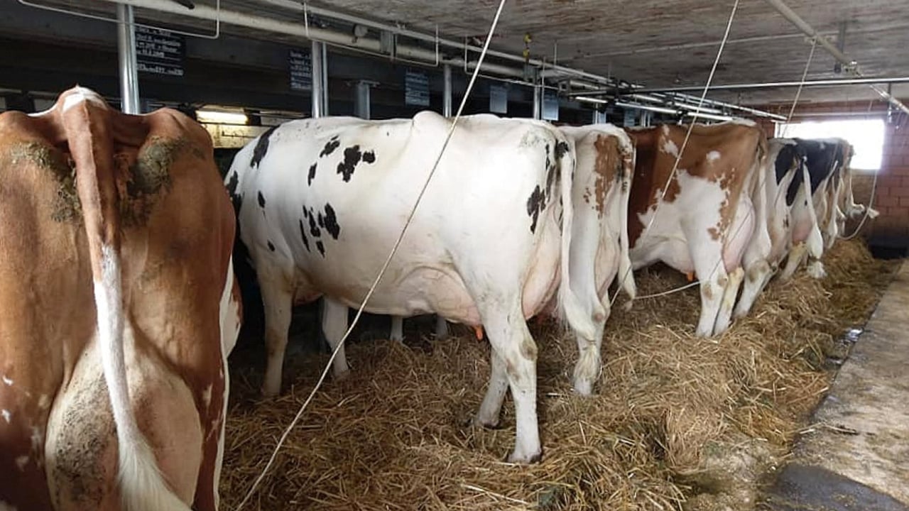 Rene Durand milks 22 cows producing milk to make Gruyere cheese