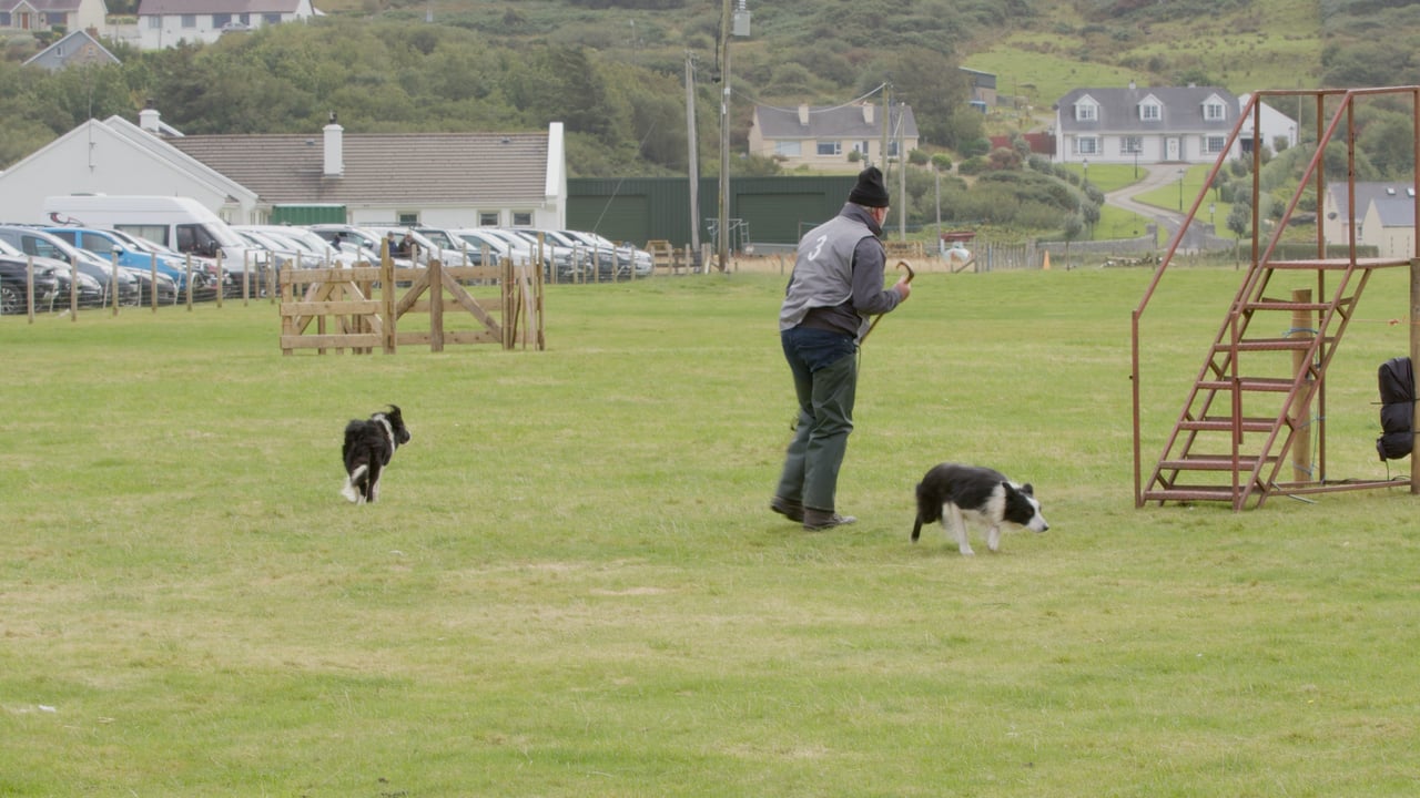 2024 Irish national sheep dog trials in Co Donegal