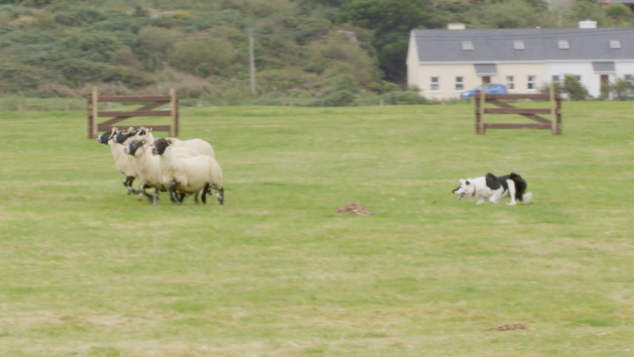 Watch: Canny skills at the 2024 Irish National Sheep Dog trials