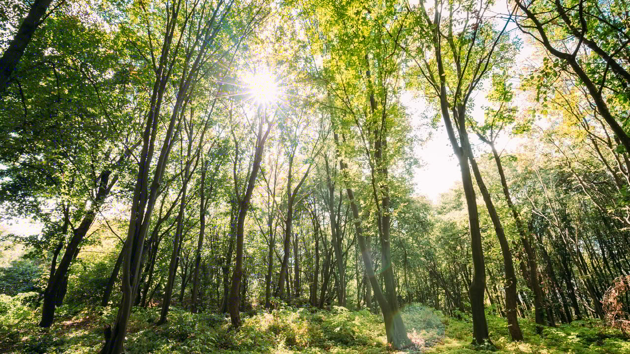 €12,000 prize fund for RDS forest and woodland awards