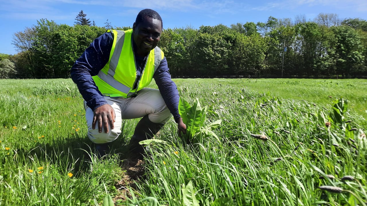 Dr. Israel Ikoyi, UCC lecturer, and former postdoctoral researcher with Teagasc pictured in the Sward trial plots
  
Source: Teagasc