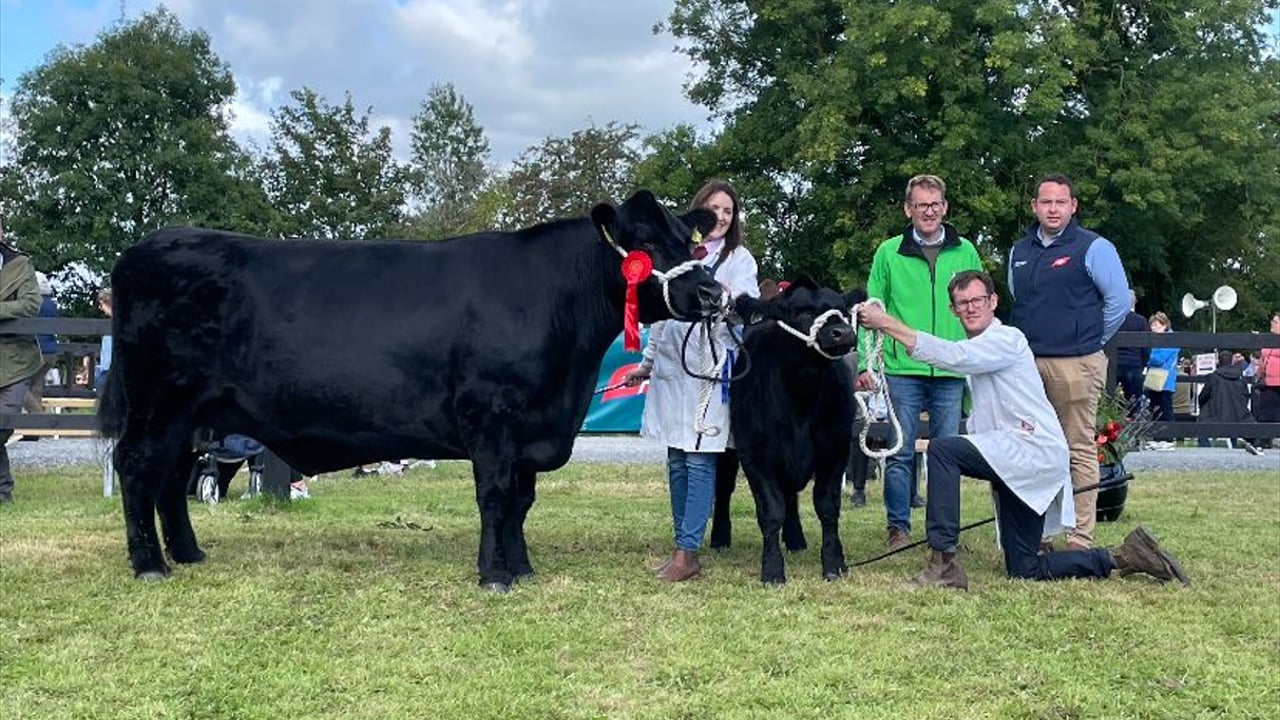 Class 16: Irish Angus Cow with/without Calf at foot winner Mayo Maeve owned by Noel and Lisa Dowd from Co. Galway