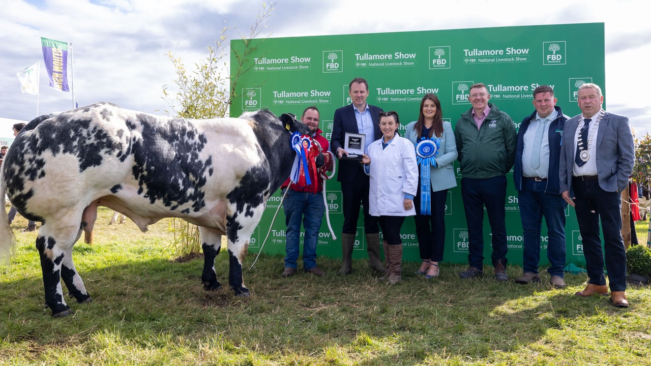 The reserve champion Pedigree Belgian Blue owned and shown by Billy Dunne and Grainne Higgins from Errill, Co. Laois are presented with the awards by Minister for Agriculture, Food and the Marine Charlie McConalogue TD; Chelsey Cox-McDonald, show secretary; Pat Gilligan FBD; Kalen McNamara, head of pedigree and Ray Brady, ISA president at Tullamore Show 2023.
Picture: Alf Harvey.