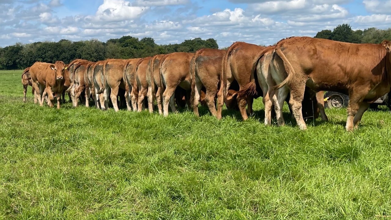 New markets for light and heavy bulls, steers and heifers